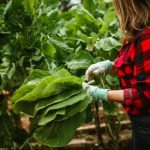 Community-Supported Agriculture: Connecting With Local Farmers