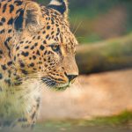 Leopard Print Outerwear: Animal Patterns Stay Fierce