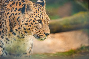 Leopard Print Outerwear: Animal Patterns Stay Fierce
