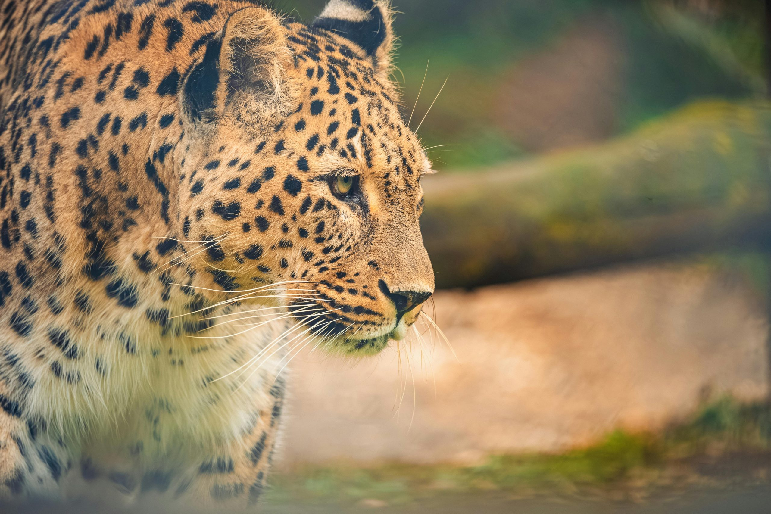 Leopard Print Outerwear: Animal Patterns Stay Fierce