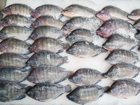 Sustainable Seafood: How to Choose the Best Options