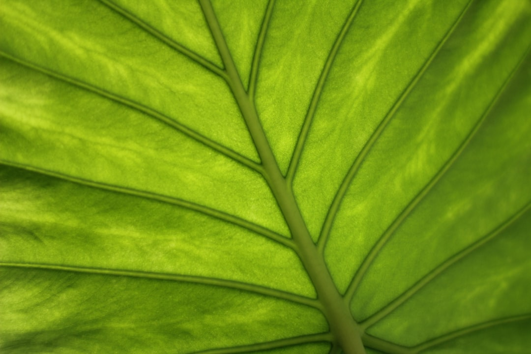 Green Driving Habits: Maximizing Efficiency in Any Vehicle