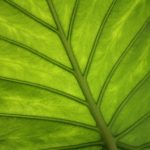 Green Driving Habits: Maximizing Efficiency in Any Vehicle