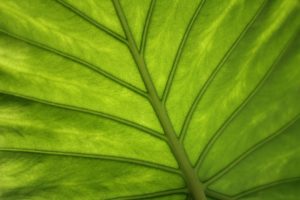 Green Driving Habits: Maximizing Efficiency in Any Vehicle